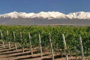 bodega de vinos