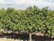 viñedos + bodega  (inversor)