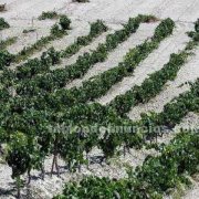 Venta de Viñedo en Jerez-Cádiz-7,5 hectáreas.