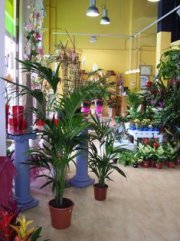 Se traspasa floristeria en Lleida