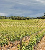 Viñedo  en venta