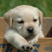 Venta plataforma venta online para mascotas