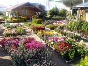 Traspaso Centro Jardinería