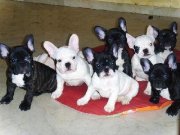 CACHORROS DE BULLDOG FRANCES