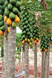 Busco Inversion para Exportar Frutas Tropicales