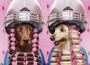Traspaso tienda de mascotas y peluquería canina