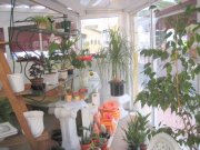 Traspaso Tienda Floristeria Los Cristianos