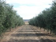 Finca de olivar en intensivo. 600 Hectáreas
