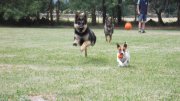 Residencia Canina en Madrid