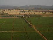 Venta de Bodega y Almazara, Viñedo y Olivar