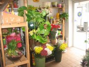 Traspaso floristería en Tetuán