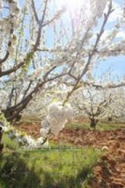Finca de frutales ecológicos