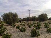 Parcela a 58km Madrid con preciosa viña 