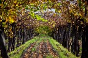 bodegas boutique. viñedos con producción activa