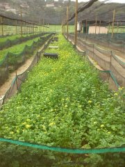 Granja de caracoles