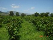 Proyecto Jatropha