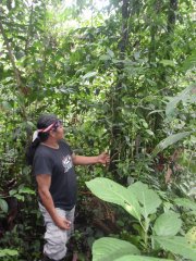 Runa - Comercialización de Guayusa en la Amazonia Ecuatoriana