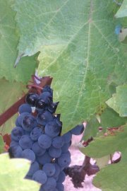 Viñedo para Bodega