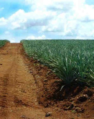 venta-de-pinera-en-san-carlosuna-oportunidad-de-inversion-de-alto-rendimiento-3_1749185123.jpg