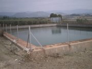finca de olivos con cultivo superintensivo 