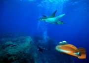 Submarinos para viajes privados único mundialmente