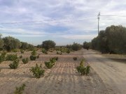 Parcela a 58km madrid ideal para casa de madera y preciosa viña