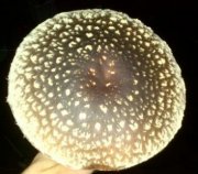 Producción Seta "Shiitake"