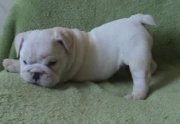 Cachorros de perro de toro de inglés de Navidad para adopción