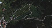 Viñedo DO Rias Baixas y plantación de kiwi