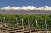 50 hectareas de viñedos en montañas  