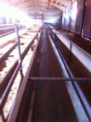 Cintas de alimentación, carro unifeed, tanques de leche y ordeñadora.