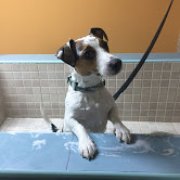 Tienda mascotas y baños autoservicio