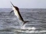 negocio pesca deportiva