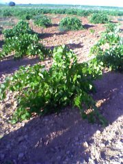 Finca rústica