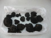 cultivo de trufas