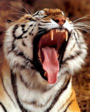 _p_wc16_tiger_big_yawn_face_closeup_725705_1281371607.jpg