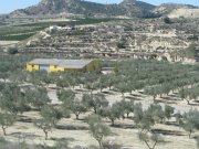 Almazara + olivar