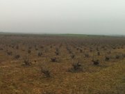 finca 90.000m2 a 58km madrid con magnifica viña po 85.000 euros