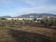 Granja de cabras