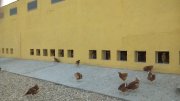 Traspaso nave gallinas camperas