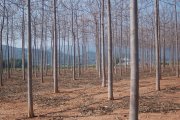 plantaciones de paulownias