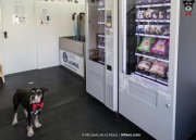 Auto Lavado y Peluqueria Canina