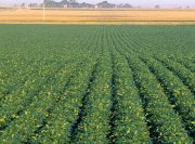 cultivo y exportación de soja