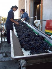 se busca inversor para inversion en bodegas vitivinicolas en Argentina. Mendoza vinos Malbec