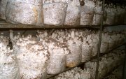Vendo empresa de cultivo - venta de setas selectas