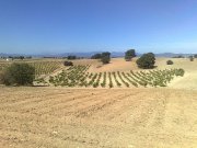 Finca 40.000m2 a 40Km MADRID con ENCINAS,PERMISO PARA CONSTRUIR y VISTAS A LA SIERRA.Solo 60.000 Euros