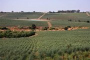 finca de olivos superintensivo - 15.000kg/hectárea